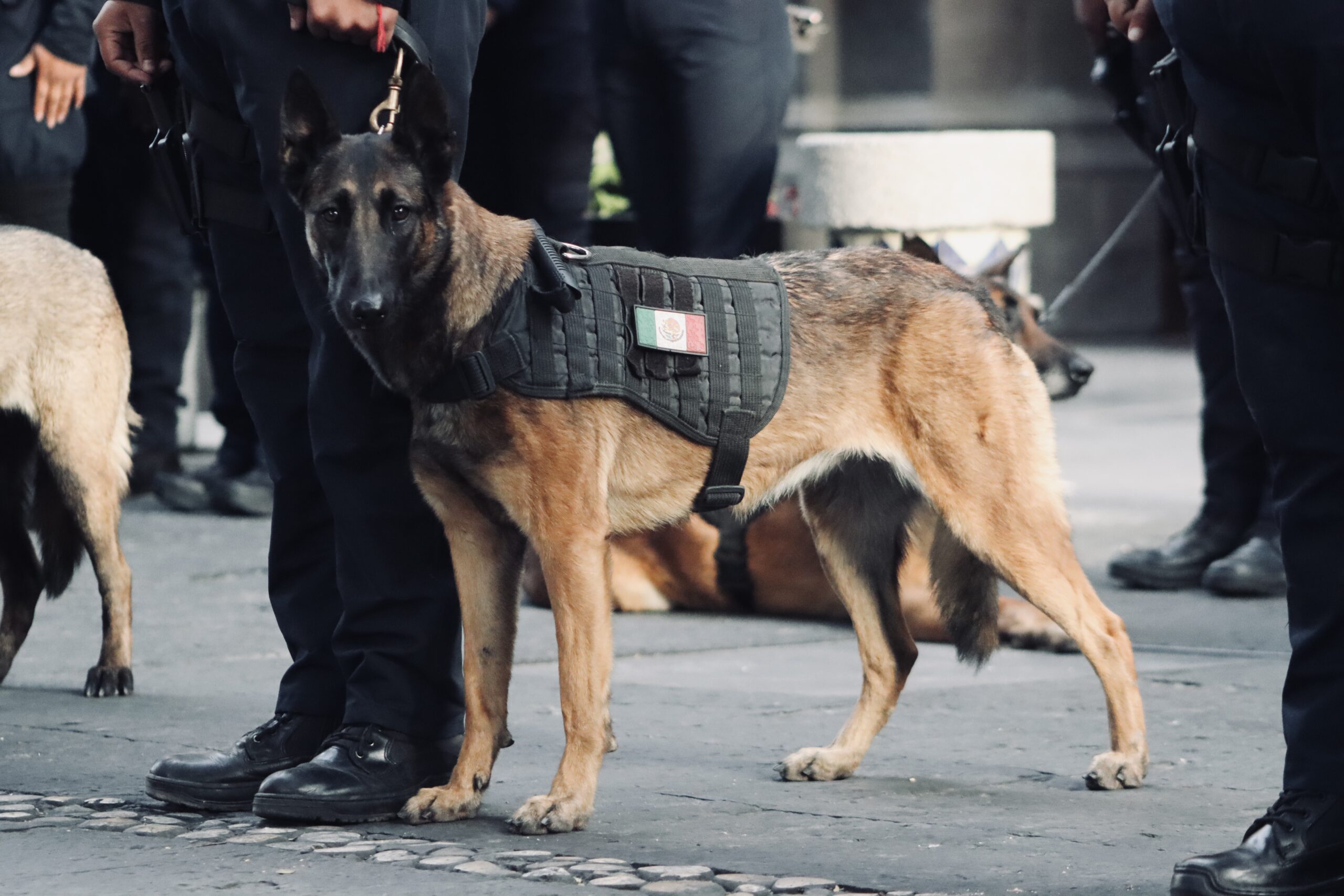 Perros policía en Puebla